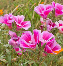 Heirloom Clarkia Flower Seeds for Planting – Non-GMO, High Germination Organic Garden Seeds