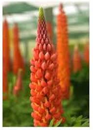 Orange Lupine Flower Seeds for Planting – Fragrant Blossoms Heirloom, Non-GMO, High Germination Garden Seeds