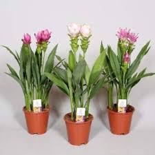 Heirloom Siam Tulip Flower Seeds for Planting  – Compact Growth, Non-GMO, High Germination