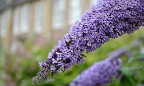 Flower Seeds, Seeds,Seeds For Planting,Plant Seeds