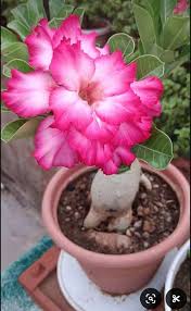 Adenium Obesum Rose Flower Seeds for Planting | Fragrant Blossoms | Heirloom Non-GMO High Germination Seeds