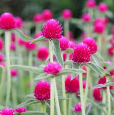 Gomphrena Flower Seeds for Planting – Heirloom, Non-GMO, High Germination, Organic Garden Seeds