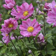 Fantasy Pocahontas Anemone Flower Seeds – Heirloom, Non-GMO, Sun-Loving