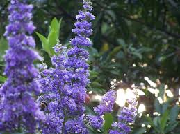 Violet Buddleja Flower Seeds for Planting – Heirloom, Non-GMO, High Germination Organic Garden Seeds