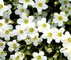 Arenaria Flower Seeds for Planting – Garden Favorite, Heirloom & Non-GMO Seeds