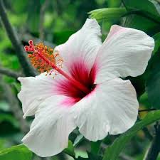 White Pink Hibiscus Flower Seeds for Planting – Heirloom, Non-GMO, Bright Blooms Organic Garden Seeds