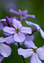 Hesperis Flower Seeds for Planting – Colorful Display, Heirloom &amp; Non-GMO Seeds