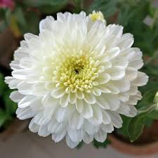 Crisantemo Flower Seeds for Planting – Heirloom, Non-GMO, Seasonal Bloomer Organic Garden Seeds