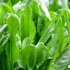 Large Leaf Sorrel Seeds for Planting – Heirloom, Non-GMO, Organic Garden Seeds with High Germination