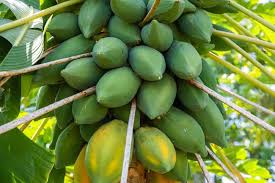 Green Papaya Fruit Seeds for Planting – Heirloom, Non-GMO for Tropical Sweet Orchard Fruits