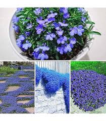 Alyssum Royal Carpet Flower Seeds – Heirloom, Non-GMO, Seasonal Bloomer Organic Seeds for Planting