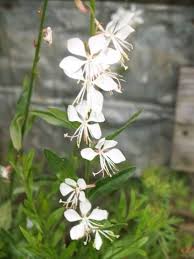 Gaura Lindheimeri Flower Seeds for Planting – Colorful Display Heirloom Non-GMO Seeds