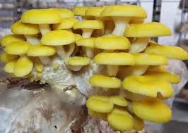 Mushroom Spores for Planting – Light Yellow Heirloom, Non-GMO, High Germination Organic Cultures for Earthy Indoor Gardens