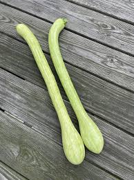 Trombocino Vegetable Seeds for Planting – Heirloom & Non-GMO, High Germination Organic Seeds for Grilling-Ready Elongated Squash