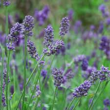 Provence Lavender Plant Seeds – Heirloom Non-GMO Organic Seeds for Planting – Aromatic Red Blooms, High Germination0pcs