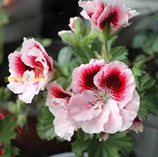 Light Yellow Univalve Geranium Flower seeds for Planting - Sun Loving, Heirloom & GMO Free Seeds for Home Garden