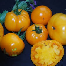 Light Yellow Tomato Seeds for Planting – Heirloom Non-GMO Organic Garden Seeds with High Germination