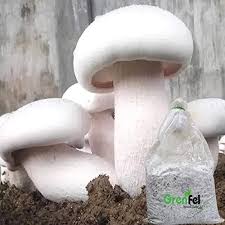 Mushroom Seeds for Planting – White Heirloom Non-GMO Fungi, High Germination Organic Spores for Indoor & Outdoor Growing.