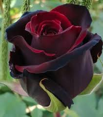 Black Rose Flower Seeds – Hardy Variety, Heirloom, Non-GMO & High Germination Organic Garden Seeds