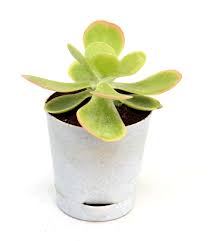 Thyrsiflora Flower Seeds for Planting Heirloom Non-GMO High Germination Organic Garden Seeds