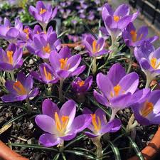 Violet Yellow Crocus Flower Seeds for Planting | Heirloom Non-GMO High Germination