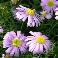 Brachyscome Flower Seeds for Planting – Heirloom, Non-GMO, Bright Blooms Organic Garden Seeds