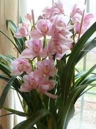 Dendrobium Orchids Pink Flower Seeds – Premium Heirloom Non-GMO Seeds for Planting, High Germination