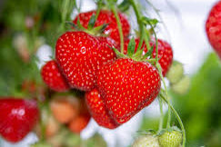 Giant Strawberry Fruit Seeds for Planting – Heirloom, Non-GMO for Large Juicy Berries