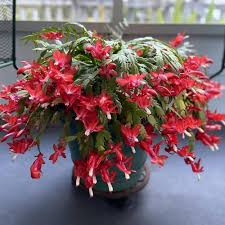 Deep Red Schlumbergera Flower Seeds for Planting - Premium Quality, Heirloom &amp; Non-GMO Seeds for Home Garden
