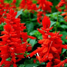 Deep Red Scarlet Sage Flower Seeds for Planting – Compact Growth, Heirloom, Non-GMO, High Germination