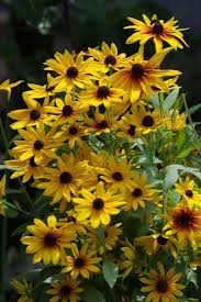 Susan Flower Seeds for Planting – Hardy Heirloom, Non-GMO, High Germination Organic Garden Seeds