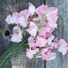 Baby Pink Sweet Pea Flower Seeds for Planting – Heirloom, Non-GMO, Organic Garden Seeds, High Germination