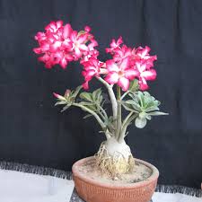 Heirloom Rose Bonsai Flower Seeds – Non-GMO, Drought Tolerant Organic Garden Seeds for Planting