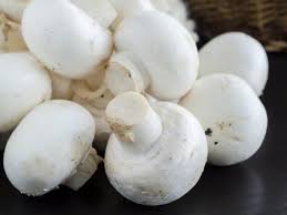 Mushroom Seeds for Planting – White Heirloom Non-GMO Fungi, High Germination Organic Spores for Indoor & Outdoor Growing.