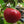 Basque Nora flower seeds for planting - Heirloom & Non-GMO Garden Seeds