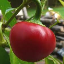 Basque Nora flower seeds for planting - Heirloom & Non-GMO Garden Seeds