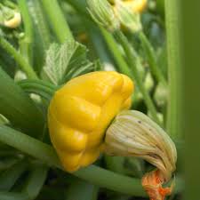 Mixed Patty Pan flower seeds for planting - Heirloom & Non-GMO Garden Seeds
