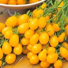 Light Yellow Tomato Seeds for Planting – Heirloom Non-GMO Organic Garden Seeds with High Germination