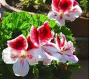 yellow geranium seeds Light Yellow Univalve Geranium Flower seeds for Planting