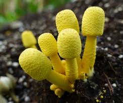 Mushroom Spores for Planting – Light Yellow Heirloom, Non-GMO, High Germination Organic Cultures for Earthy Indoor Gardens