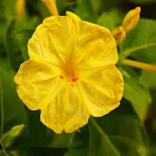 Yellow Mirabilis Flower Seeds for Planting – Heirloom, Non-GMO, Pollinator Friendly Organic Garden Seeds