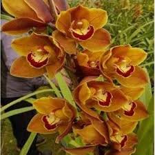 Orange Cymbidium Orchid Flower Seeds for Planting | Heirloom Non-GMO Organic Garden Seeds