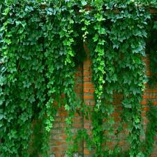 Parthenocissus Tricuspidata Flower Seeds for Planting – Cottage Garden Essential, Heirloom, Non-GMO &amp; High Germination Seeds