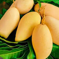 Fruit Seeds,Garden seeds, Seeds For Planting,Plant Seeds
