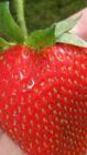 Giant Strawberry Fruit Seeds for Planting – Heirloom, Non-GMO for Large Juicy Berries