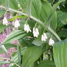 Polygonatum Canaliculatum Flower Seeds for Planting – Heirloom, Non-GMO, High Germination, Organic Garden Seeds