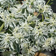 Euphorbia Early Snow White Flower Seeds for Planting – Heirloom, Non-GMO, Drought-Tolerant Organic Garden Seeds