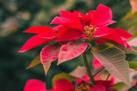 Poinsettia Flower Seeds for Planting – Low Maintenance, Heirloom, GMO Free Organic Garden Seeds
