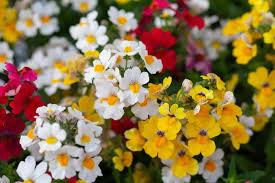 Nemesia Strumosa Flower Seeds for Planting – Cottage Garden Essential, Heirloom, Non-GMO, High Germination