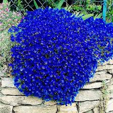 Blue Aubrieta Rock Cascade Flower Seeds for Planting – Heirloom, Non-GMO, High Germination Organic Garden Seeds